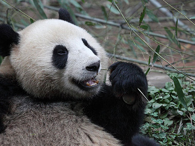 卧龙大熊猫保护区