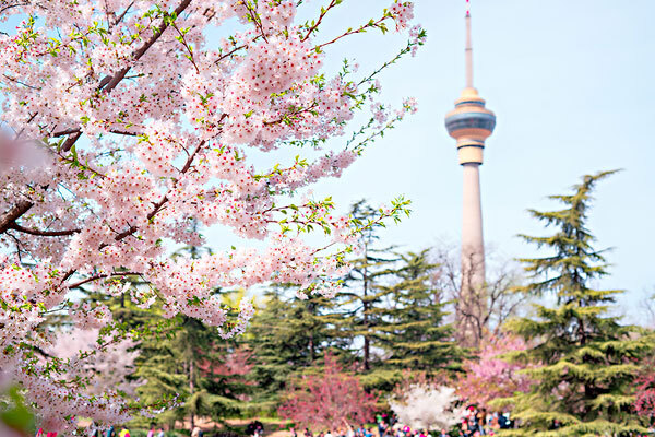 门票  2016大连旅顺樱花节将于4月末5月初在龙王塘樱花园和旅顺203