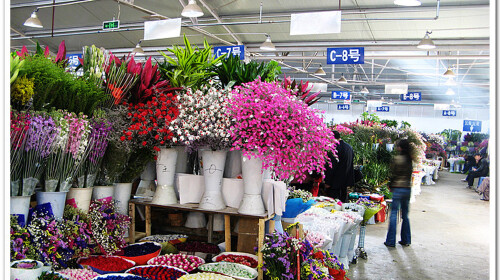 昆明花卉市场