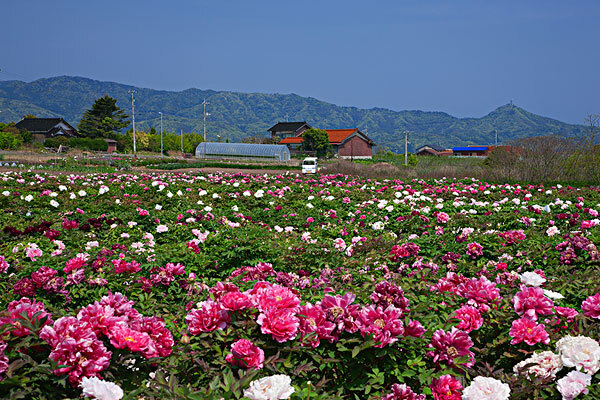 【2016北京植物园牡丹节】_2016北京植物园牡丹节时间