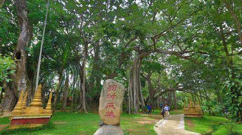 这株成林独树,株高达28米,树龄在200年以上,属热带,亚热带的大叶榕.