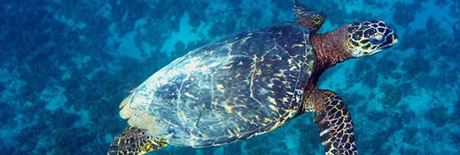 港口海龟自然保护区