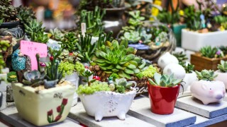 2016厦门兰花精品展时间—门票—地点—交通