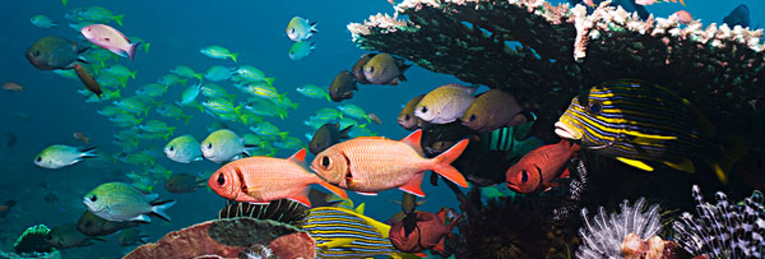 海底珊瑚自然保护区