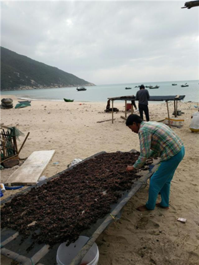 岛上渔民正在晒天然野生紫菜