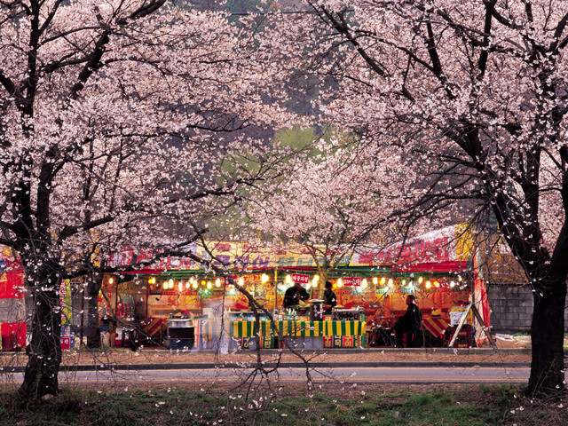 汝矣岛樱花