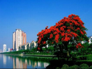 廈門鼓浪嶼游價(jià)格_廈門鼓浪嶼報(bào)團(tuán)多少錢_廈門鼓浪嶼半自助游
