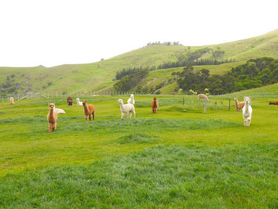 新西兰羊驼牧场