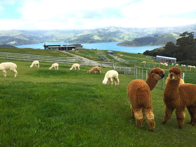 新西兰Shamarra羊驼牧场