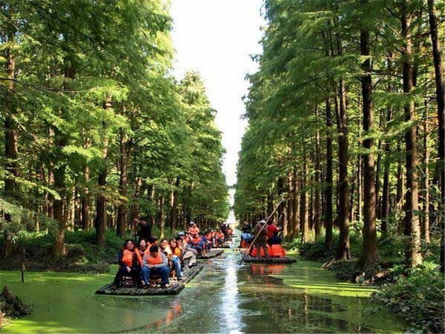  兴化李中水上森林景区1日游>门票全含 游苏北兴化**湿地生态林,玩