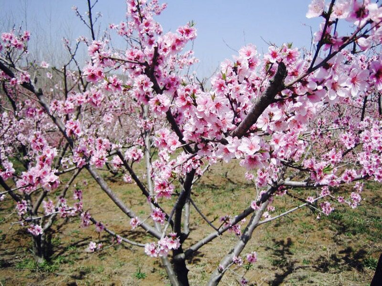 南京桃花岛