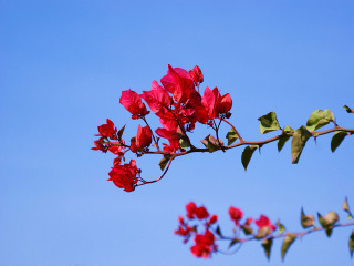現(xiàn)在去廈門(mén)旅游多少錢(qián)_廈門(mén)旅游團(tuán)報(bào)價(jià)_廈門(mén)高端品質(zhì)旅游團(tuán)