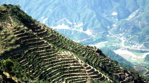 广东潮州汕头2日游 潮州凤凰山 茶文化美食