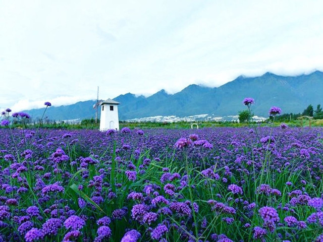 大理花海