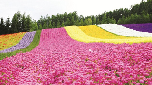 七彩阳光花海