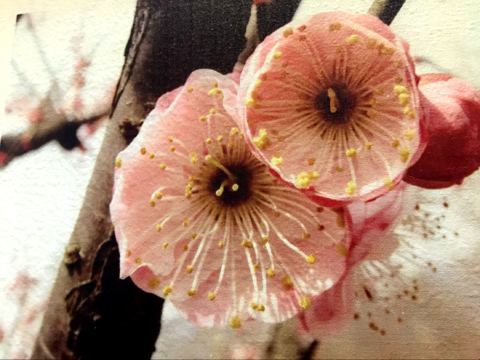 "别角晚水"是上个世纪70年代"梅花院士"陈俊愉首先发现的.