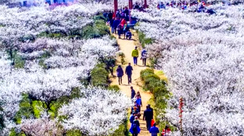  溧水梅花山-傅家边采草莓1日游>踏青赏花,采摘乐趣(团队线路)