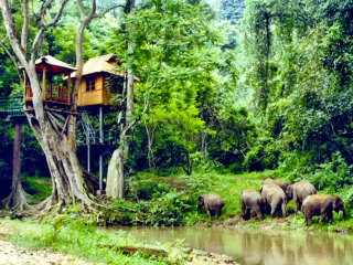 到西双版纳旅游团多少钱_旅行团旅游西双版纳_西双版纳旅游六日游报价