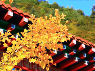 成都游花多少錢_現(xiàn)在去成都旅游多少錢_去成都旅游要多少錢