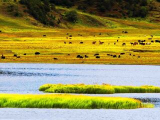 去云南香格里拉旅游怎么走_(dá)去云南香格里拉旅游多少錢_云南香格里拉自由行還是跟團(tuán)好