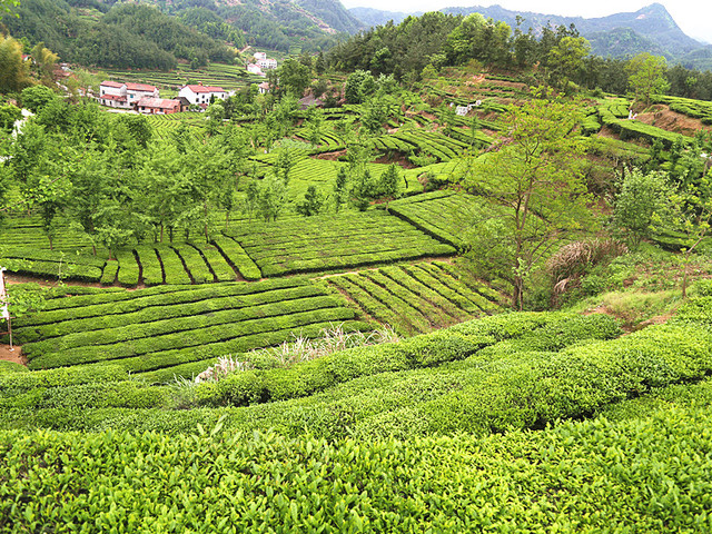 畅游茶乡达人自驾游英山