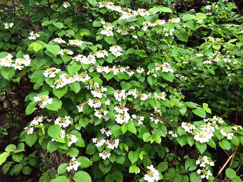 畅游茶乡 达人自驾游英山