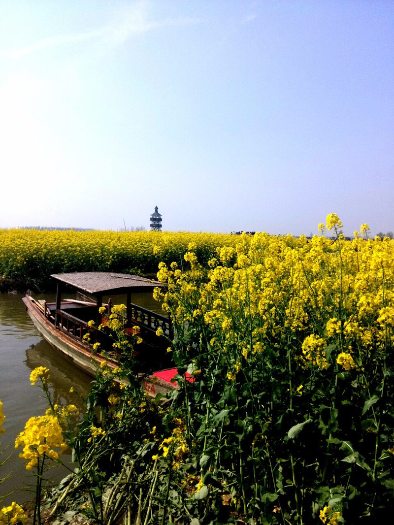 兴化千垛菜花风景区        