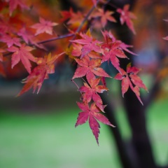 橘子洲头
