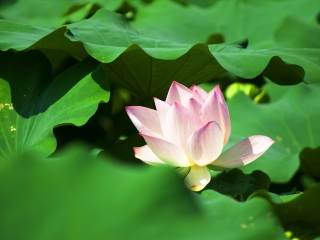 廈門(mén)游8月份報(bào)價(jià)_到廈門(mén)旅游_去廈門(mén)靠譜的旅行團(tuán)