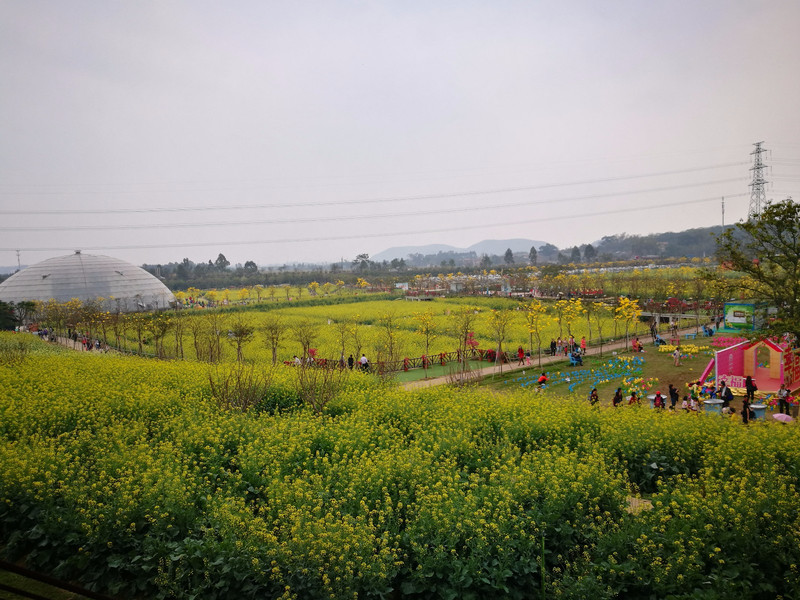 探春#三生三世十里油菜花_旅游游记_途牛