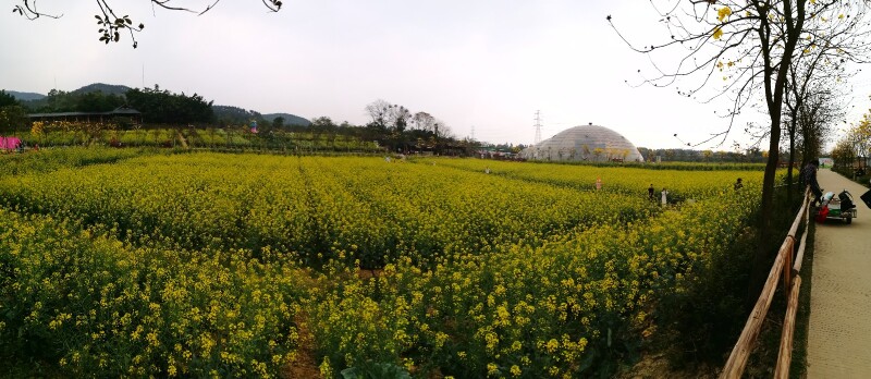 高明盈香生态园是国家4a旅游区,这里每年的2-3月是油菜花