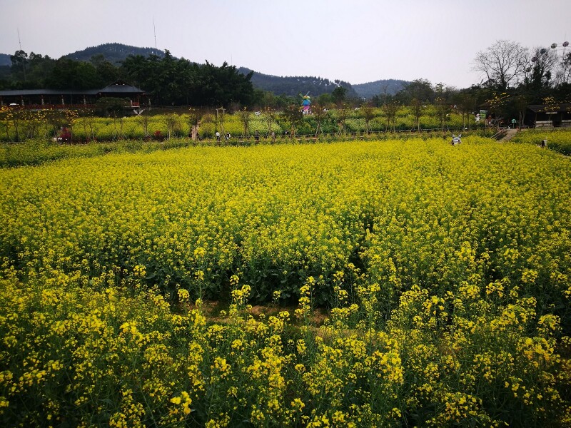 高明盈香生态园是国家4a旅游区,这里每年的2-3月是油菜花