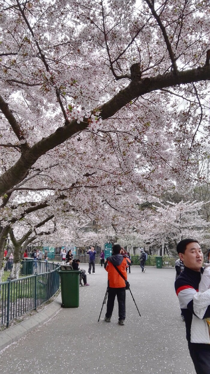所以它的美转瞬即逝,于是人们便在这短短的专属于樱花的季节里争先恐