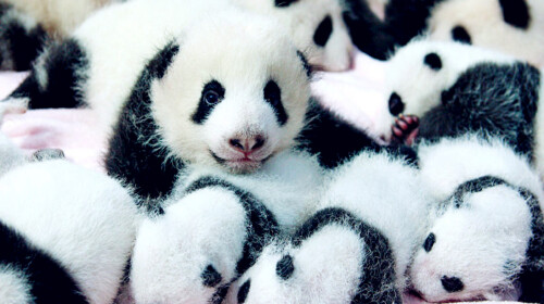 国宝排名_国宝大熊猫(3)