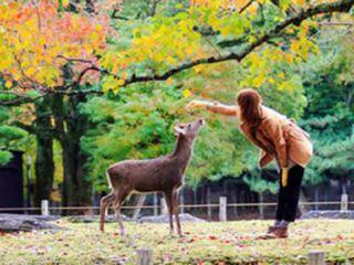 幾月去日本旅游最便宜_報(bào)團(tuán)去日本多少錢_春節(jié)日本旅游價(jià)格