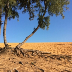 红沙丘的#旅图换旅费# #自然风光#