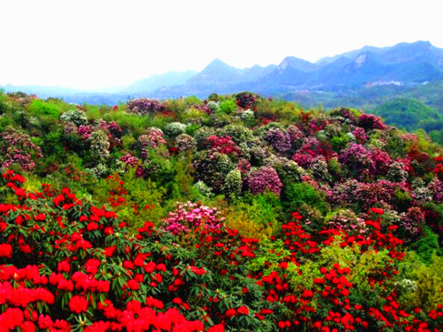  贵州百里杜鹃1日游>世界花海,地球彩带,5a级景区