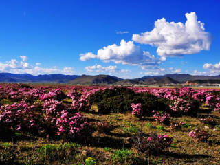 2021去云南麗江旅游團(tuán)報價_云南麗江自由行組團(tuán)_近期云南麗江游價格