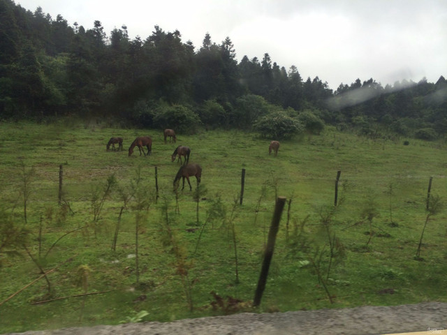 仙女山国家森林公园的景点有大草原,狩猎场,跑马场,遛马场,菩萨