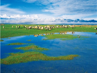 青海湖旅行團(tuán)_青海湖旅行團(tuán)自由行_2021去青海湖旅游團(tuán)報價