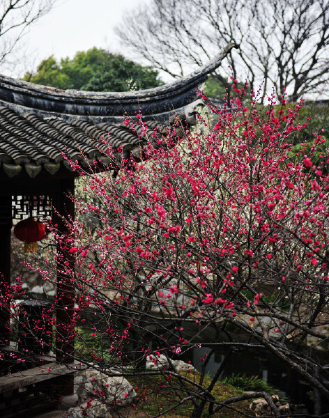  苏州西山林屋梅海-石公山1日游>春节特价赏花专线 门票全含 2人减30