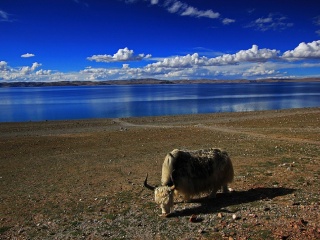 廣州西藏林芝旅游團(tuán)_西藏林芝旅游跟團(tuán)需多少錢_西藏林芝自由行組團(tuán)