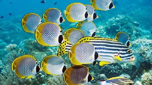 http:\/\/www.tuniu.com\/tour\/210095733