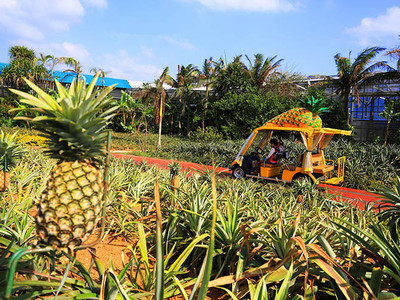 名护菠萝园游览车