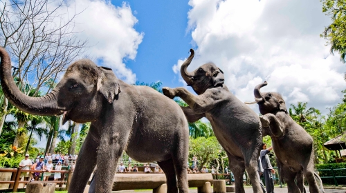 巴厘岛机票+当地4晚5或6日游 自营精致小团,亲