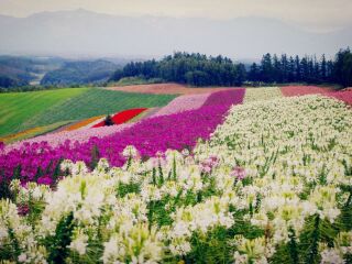 北海道跟团游的报价_最近北海道旅游_北海道旅游好的团