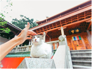 東莞到廈門鼓浪嶼游_到廈門鼓浪嶼旅游_廈門鼓浪嶼游價(jià)格