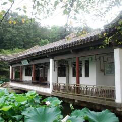 长春花漪
