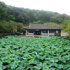 长春花漪