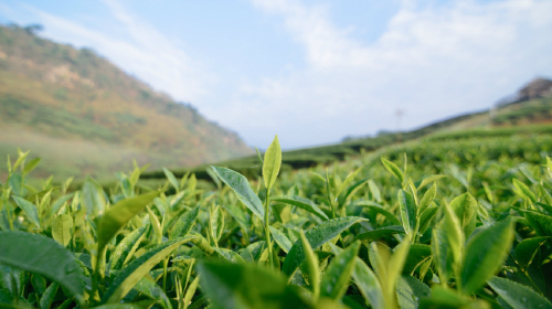 万亩茶园